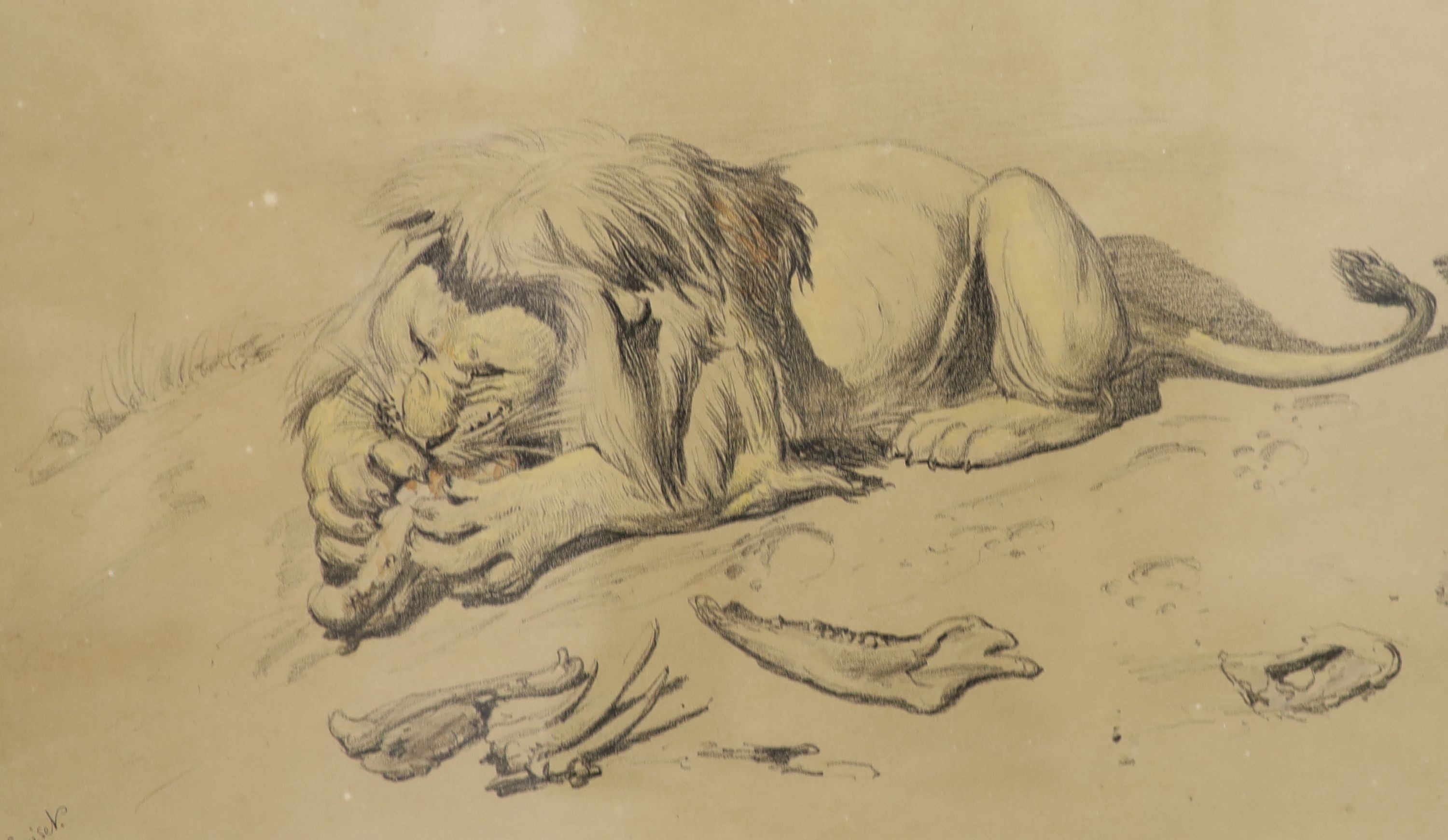 Ernest Griset (1844-1907), Lion devouring its prey, signed in ink, 32 x 54cm